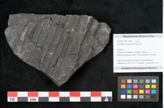 Foto (Objekt + Etikett) von Sigillaria elongata Brongniart (NHMW-GEO-2024-0188-11061)